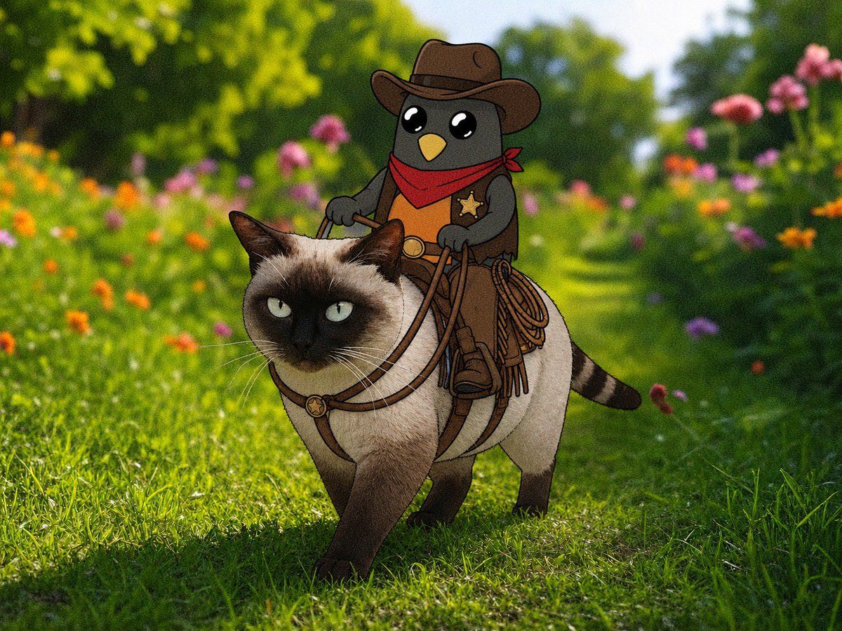 Rwob riding a cat